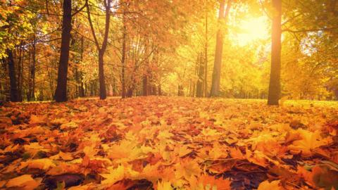 autumn-forest.