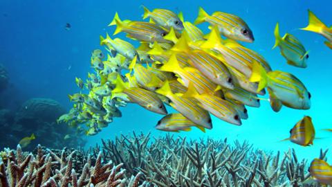A school of fish swim over a coral reef off the Australian coast
