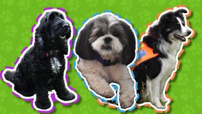 Dog Squad - CBeebies - BBC