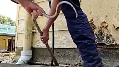 Man pulling on snake from under house