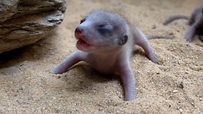 Meerkat pup crawls on sand with its eyes closed