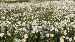 Daisy flowers in a field