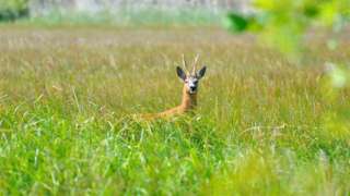 A deer in long grass