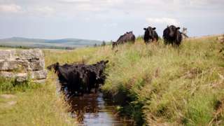Cattle on Dartmoor