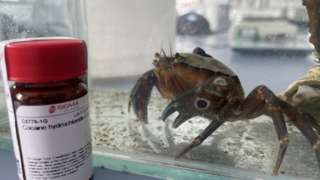 Test sample and a crab in a tank