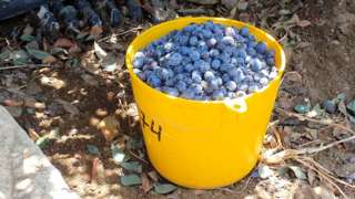 A bucket full of picked blueberries