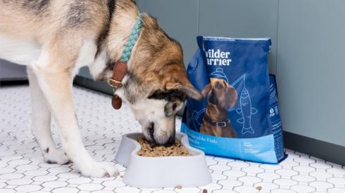 A dog eating Wilder Harrier's Sustainable Fish food