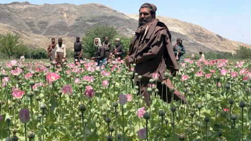 Taliban in a poppy field in Afghanistan
