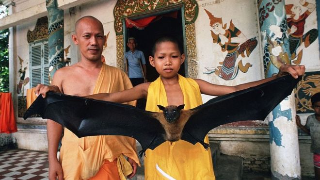 Cầm con dơi có sải cánh tới một mét tại một ngôi chùa ở Cần Thơ, Việt Nam