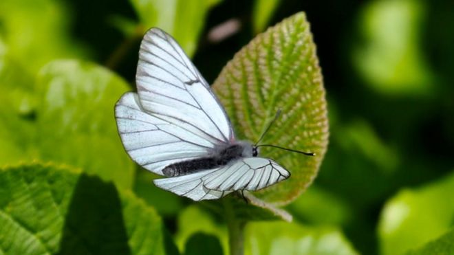 Nadir görülen siyah damarlı beyaz kelebek türü.