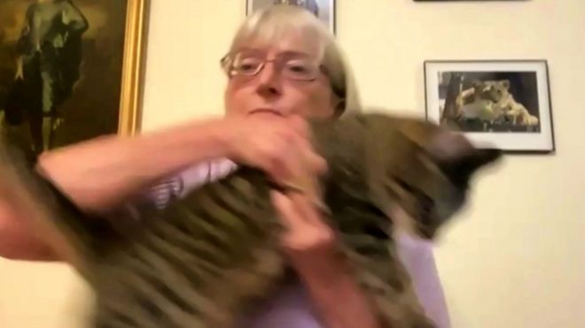 Fleur the cat jumps on her owner mid-BBC News interview