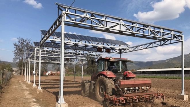 Şili'deki yükseltilmiş agrivoltaik sistemler, tarım araçlarının kullanımına da olanak sağlıyor