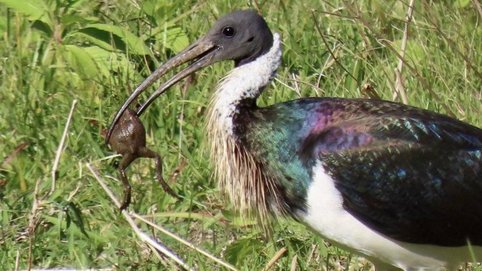 An ibis carrying a toad