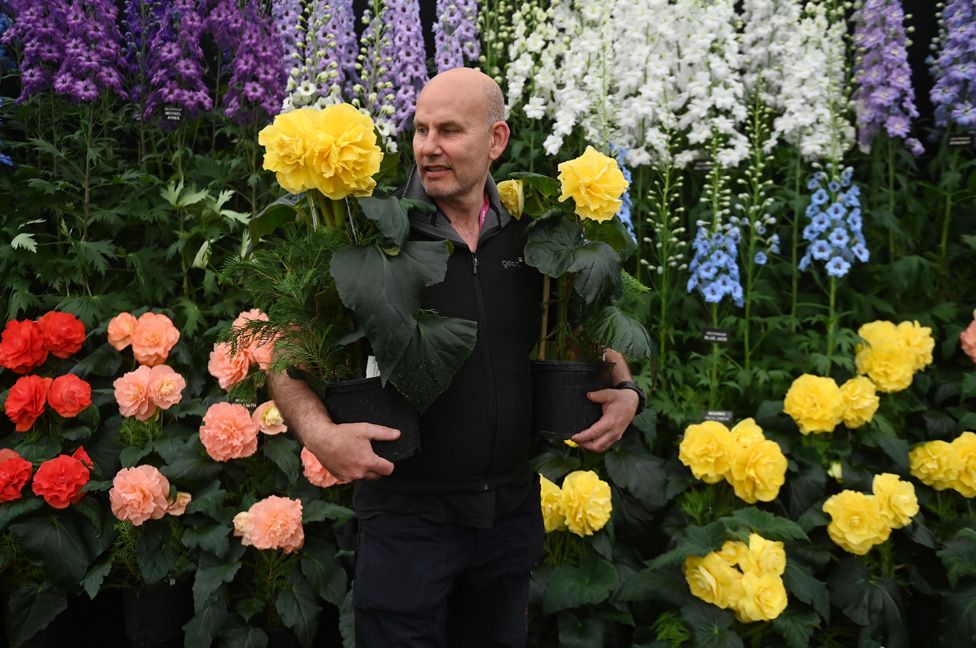 An exhibitor carries delphiniums during preparations for the RHS Chelsea Flower Show 2023 in London, Britain, 21 May 2023.