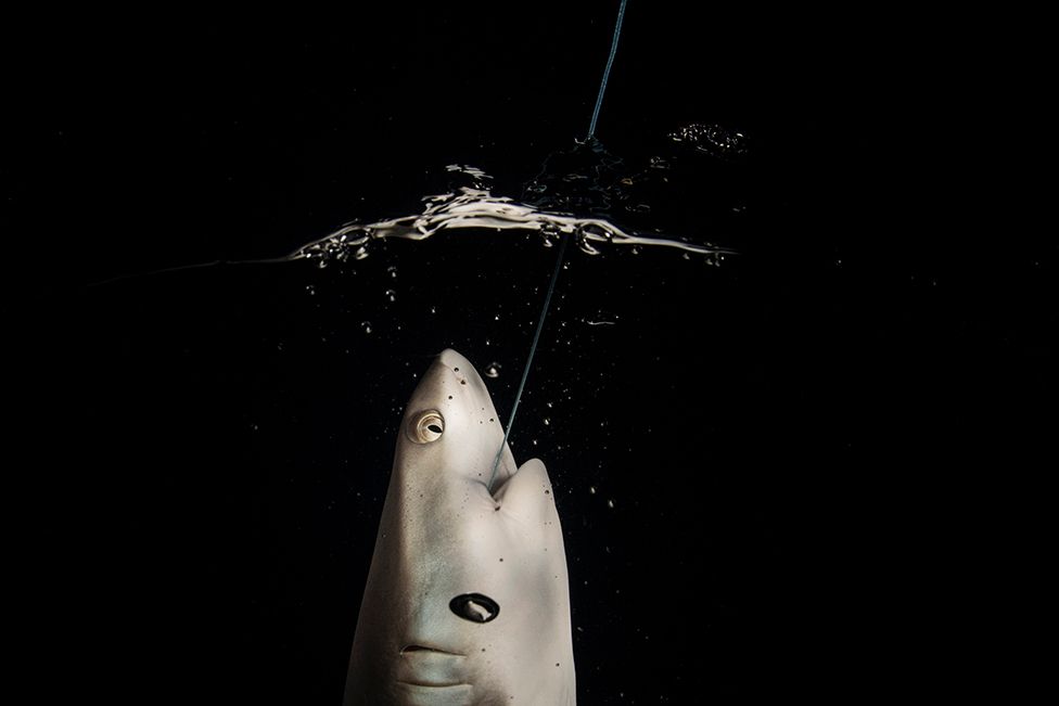A young grey reef shark is hooked by an angler at night at Burma Bank, an offshore plateau in the Andaman Sea.