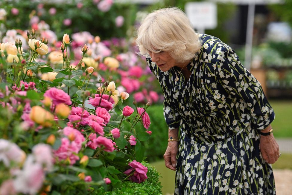 Queen Camilla smells flowers at Chelsea Flower Show, in London, Britain, May 22, 2023.