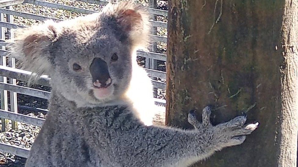 A koala holds on to a pole