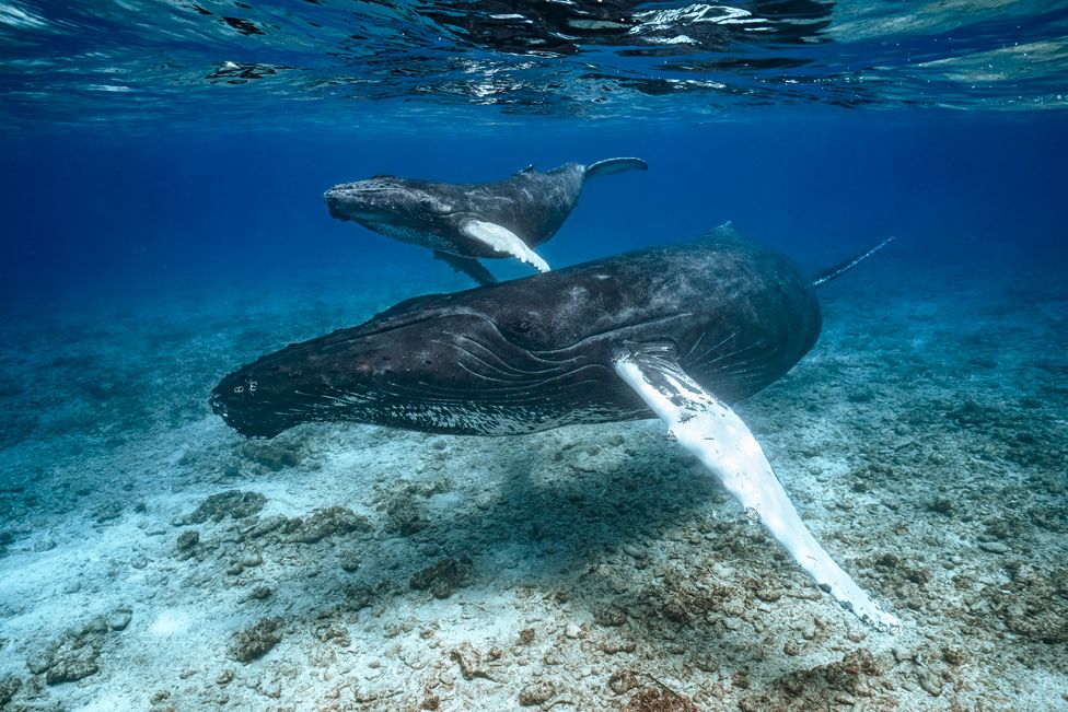 Humpback whales in shallow water, Turks and Caicos Islands
