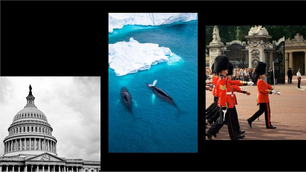 Three images from left: US Congress, killer whales hunting seals, Household Division on parade in London