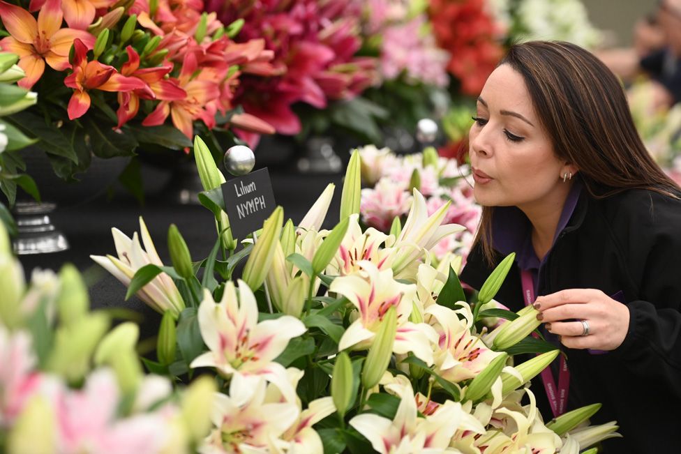 An exhibitor blows pollen as she adjusts a display of lilies during preparations for the RHS Chelsea Flower Show 2023 in London, Britain, 21 May 2023.