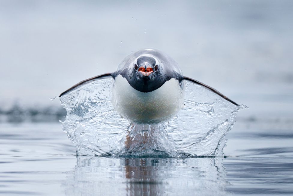 A gentoo penguin, the fastest penguin species in the world, charges across the water.