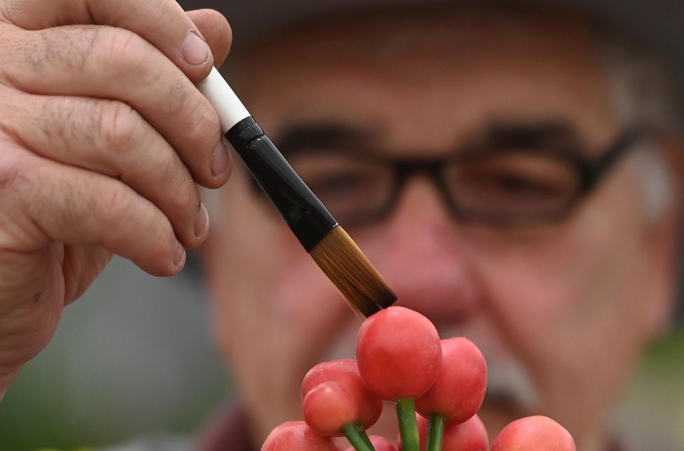 A man dusts the seed pods of the clivia plant during preparations for the RHS Chelsea Flower Show 2023 in London, Britain, 21 May 2023.