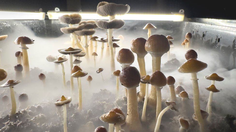 Psilocybin mushrooms stand ready for harvest in a humidified "fruiting chamber"